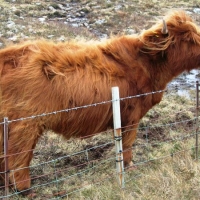 Highland calf