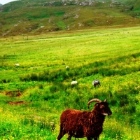 Goats on the croft