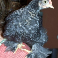 Chick