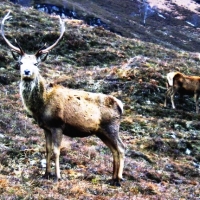 Red Deer