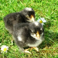 The chicks