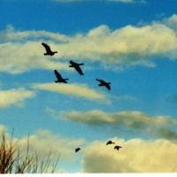 Greylag geese