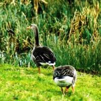 greylag-geese