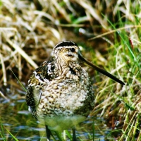 snipe