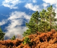 Glen Affric