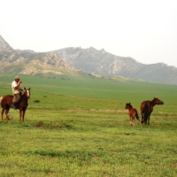 Gathering the foals in